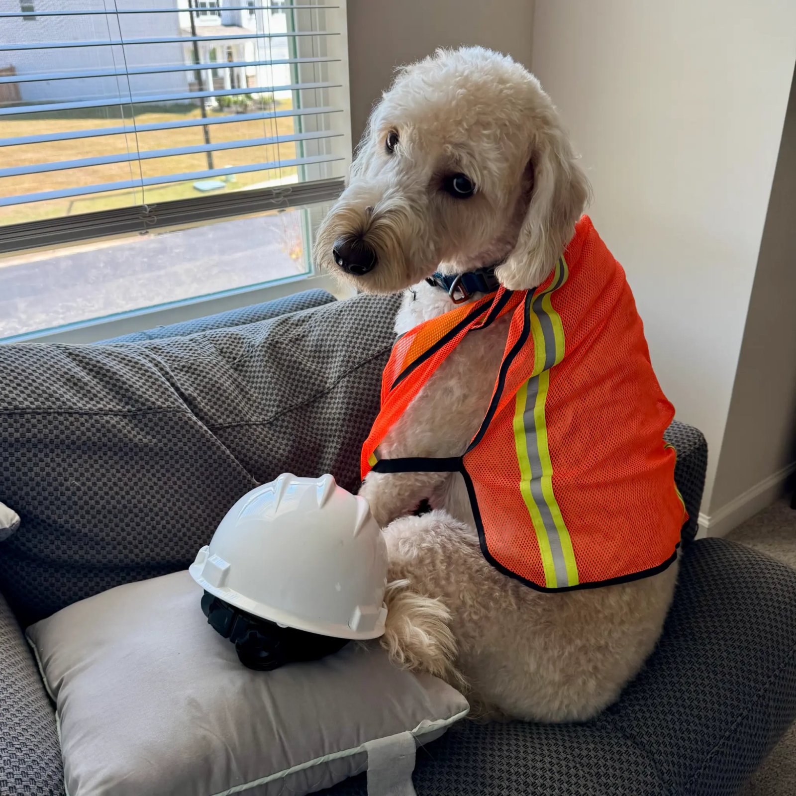 Pascal the Paw-ject Inspector